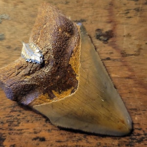 2.5&quot; Vintage Megalodon Tooth Pendant