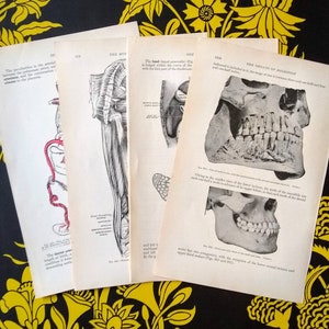 Human Anatomy Images Book Prints Set of 4 1913 Grays Anatomy Edition Book Pages