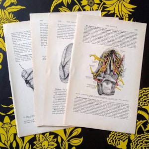Human Anatomy Images Book Prints Set of 4 1913 Grays Anatomy Edition Book Pages