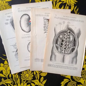 Human Anatomy Images Book Prints Set of 4 1913 Grays Anatomy Edition Book Pages