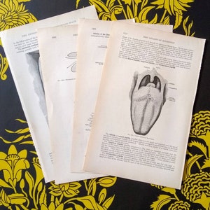 Human Anatomy Images Book Prints Set of 4 1913 Grays Anatomy Edition Book Pages