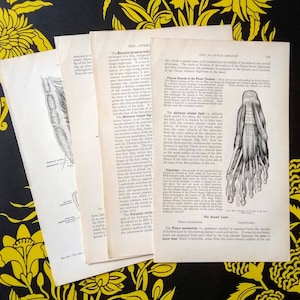 Human Anatomy Images Book Prints Set of 4 1913 Grays Anatomy Edition Book Pages