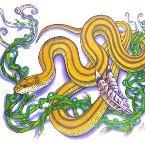 Yellow Snake Wildlife Reptile Drawing - &quot;Yellow Rat Snake&quot;