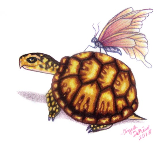 box turtle drawing pink butterfly etsy