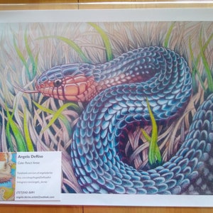 Snake Wildlife Color Pencil Art Print - Eastern Indigo Snake