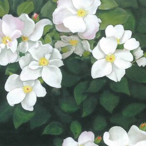 White Roses Notecard