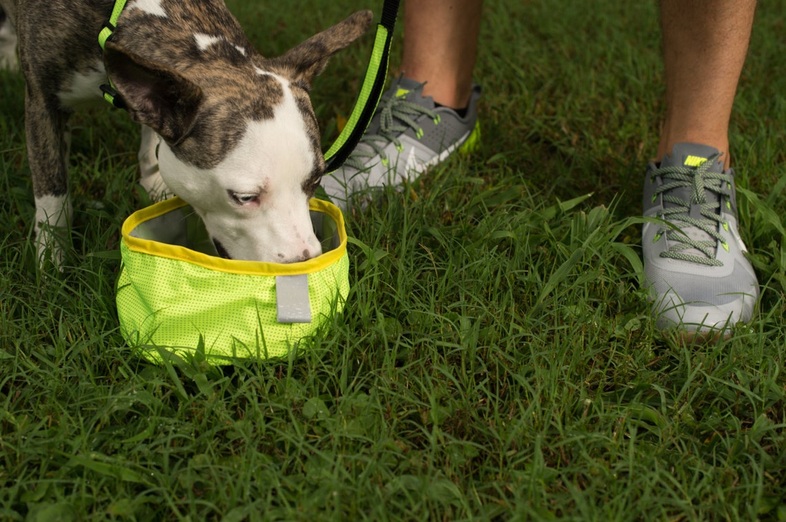 Collapsible Dog Water Bowl Etsy