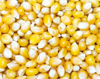 Dynamite Popcorn (South American Yellow) Corn Seeds - Seed Packet