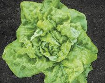 Tennis Ball Lettuce Seeds (Lactuca sativa cv.) Seed Packet