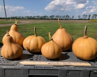 Seminole Pumpkin Heirloom Squash Seed Packet