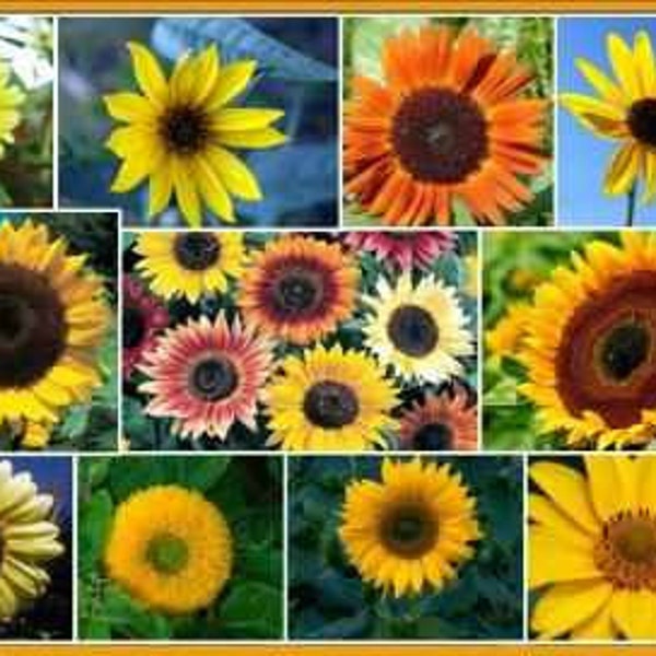 Sunflower Seed Mix  - 20 + Seeds - NO GMO Non-Hybrid Organic Seed Packet