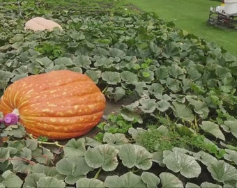 Big Max Prize winner Pumpkin Seeds