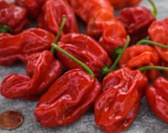 Sweet Pepper Seeds, Arroz Con Pollo Cuban Heirloom Seed Packet