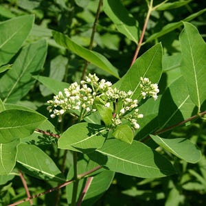 Indian Hemp Root Stock - Dogbane Roots for Planting - 5 Rhizomes