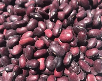 Organic Rojo Chiquito Bean Seeds