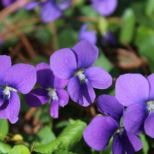 Può includere: Primo piano di diversi fiori di violetta viola vibranti con centri bianchi, circondati da foglie verdi e steli marroni. I petali sono delicati e leggermente increspati. I fiori sono in piena fioritura.