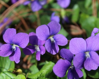 10 Common Violet - Viola sororia Rhizomes - Rootstock - Excellent Naturalizer & Native Species Ground Cover
