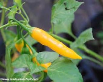 Aji Chinchi Amarillo Pepper Seeds - Seed Packet