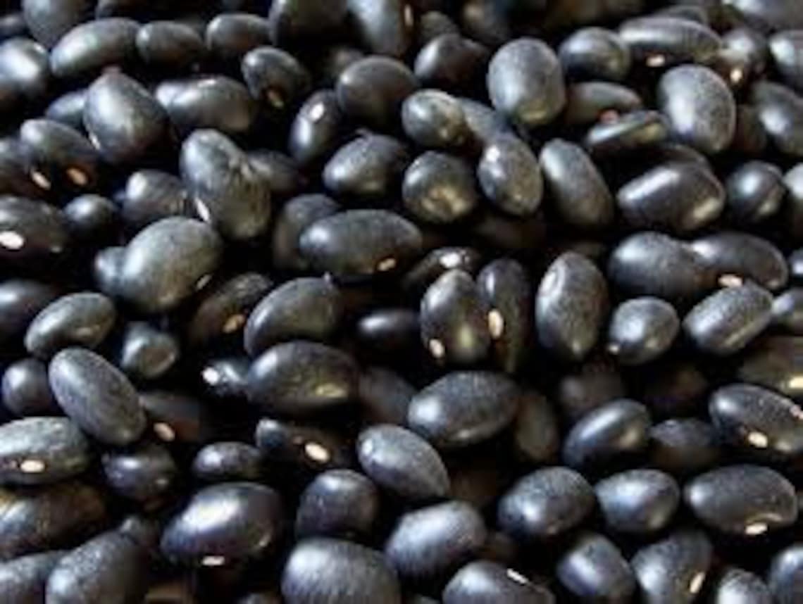 Black Bean Seeds Organic Production Practices Heirloom Vegetable Seed