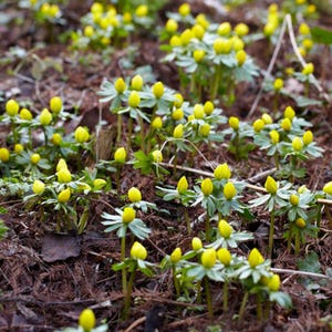 May include: A field of yellow winter aconite flowers in various stages of bloom. The bright yellow flowers are surrounded by green leaves and brown earth. The image is a medium shot, capturing the details of the plants in a natural setting.