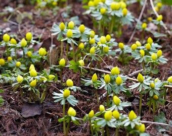 10 Winter aconite (Eranthis hyemalis) Bulbs  Rhizomes - Rootstock - Excellent Naturalizer Ground Cover PRE-SALE FALL Shipping