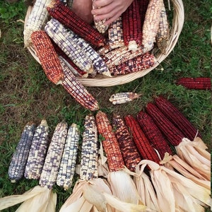 Kentucky Rainbow Heirloom Dent Corn Seeds