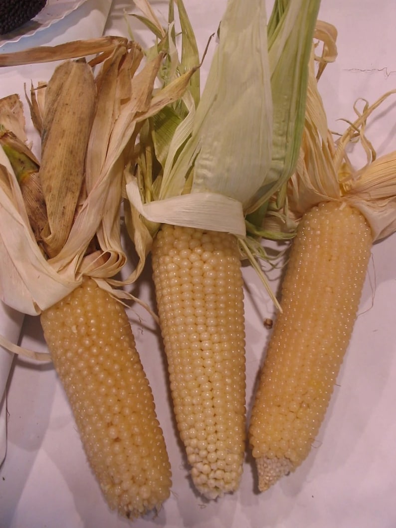 Pale Corn Pennsylvania Butter Flavored Popcorn Seeds - Etsy
