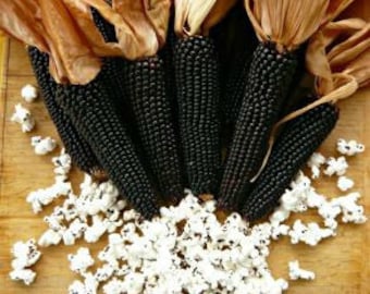 Dakota Black Popcorn Heirloom Seeds