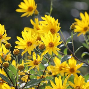 May include: A close-up shot of bright yellow flowers with brown centres, set against a blurred green and dark backdrop. The flowers are in full bloom, displaying their petals and intricate details. The image captures the beauty of nature.