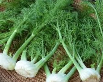 Fennel Florence Herb Seeds - Seed Packet