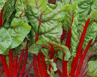 Swiss Chard Seeds, Rhubarb Ruby Red Seed Packet