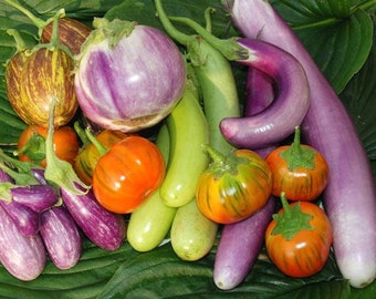 Fancy Eggplant Seed Mix Packet