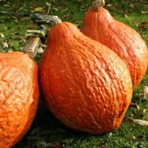 Orange Hubbard Squash - Ekologiska Heirloom-grönsaksfrön i paket - Icke-hybrid, ingen GMO