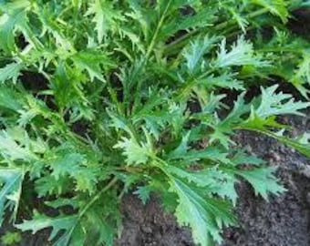 Early Mizuna Mustard Seeds - Seed Packet - Greens