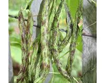 Rattlesnake Pole Bean Seeds - Beans Seed Packet