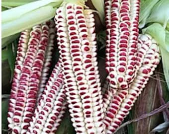 RAR - Abenaki Rose Corn - Einheimische Arten