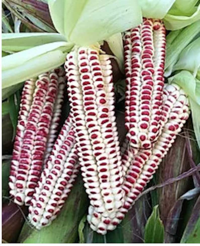 RARE Abenaki Rose Corn Native Species Etsy
