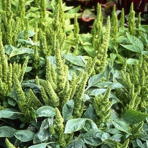 Peut inclure: Gros plan sur un groupe de plantes d'amarante vertes avec de longues épis de fleurs plumeuses. Les plantes poussent dans un jardin.