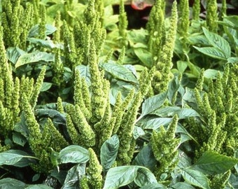Amaranthus Seeds - Golden Amaranth - Callaloo - South American - Caribbean - African - Heirloom Seed Packet