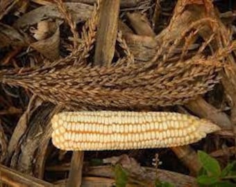 White Olotillo Blanco Rare Mexican Corn Seed Packet