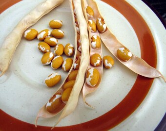 Zuni Gold Beans Seed Packet - Four Corners Gold - Shalako Bean Seeds