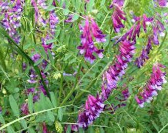 Vetch (Hairy Vetch) Seeds - Vicia villosa Seed Packet