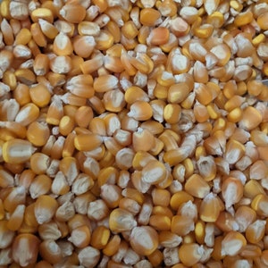 Tuxpeño Amarillo Chiapas Corn Seed - Rare Heirloom Masa Native Mexican Seeds