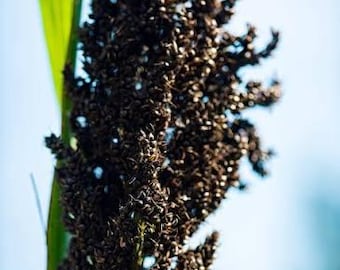 Sorghum Seeds, Black Amber - Organic Vegetable Seed Packet - Grain Grains