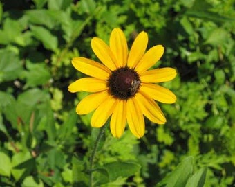 Black Eyed Susan flower perennial flower - Native Plant Non-Hybrid Organic Seed Packet