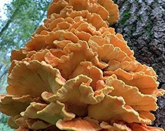 Chicken of the Woods Mushrooms - Wild Foraged - Dehydrated Mushroom