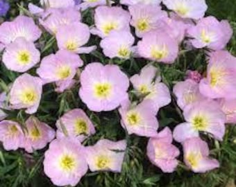 Showy Evening Primrose (Oenothera speciosa) Seeds -  Seed Packet