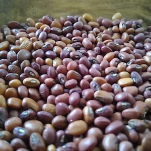 Sea Island Red Peas - Sapelo Island Peas - Gullah-Geechee Seed Packet