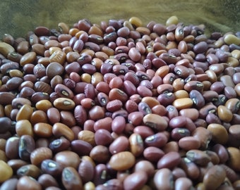 Puede incluir: Una vista de cerca de un tazón lleno de frijoles marrones y marrón rojizo. Los frijoles son lisos y de forma ovalada.
