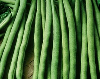 Maxibel French Bush Bean Seeds - Stringless Heirloom